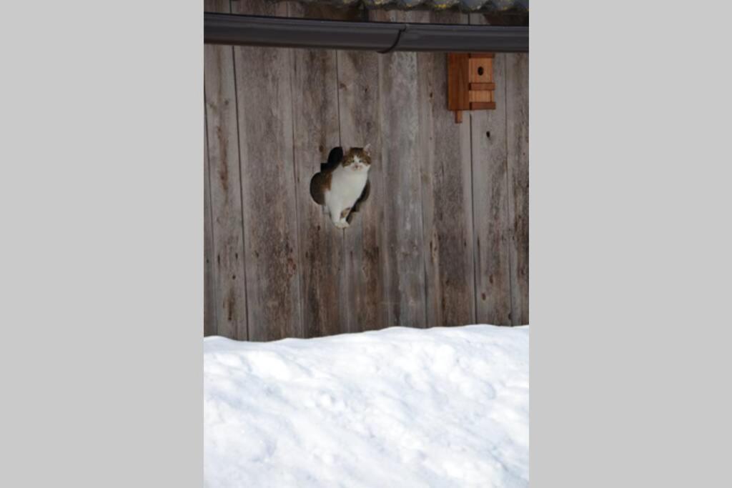 Charmantes Gaestehaus Am Waldrand In Alpiner Lage Siehe Auch Zweites Objekt Gaestewohnung In Altem Bauernhaus Stanz Im Murztal Buitenkant foto